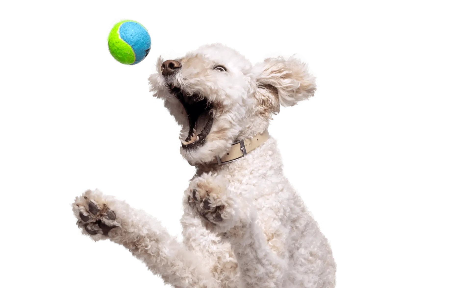 Playful white dog mid-jump with mouth open, reaching for a vibrant green and blue ball, showcasing the active lifestyle and happiness that pet insurance and well-designed pet insurance plans help maintain through comprehensive coverage and easy-to-obtain pet insurance quotes.